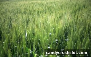从基础到进阶：糖果派对电子游艺下载视角下的扑克连线玩法与心理博弈
