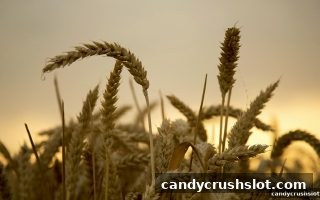 糖果派对电子游艺下载 | 极速彩票热号与遗漏号的深度数据解析与策略思考